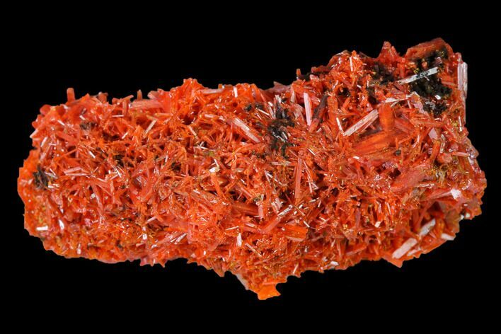 Bright Orange Crocoite Crystal Cluster - Tasmania #171667